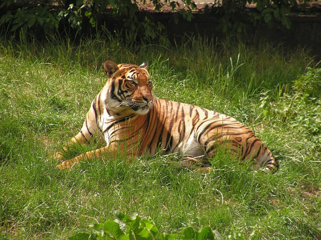 Tiger Routes景点图片