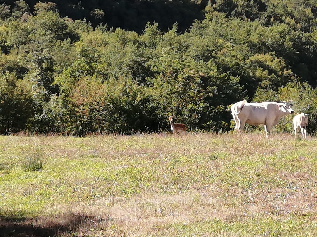 Agriturismo Il Casale Del Barone