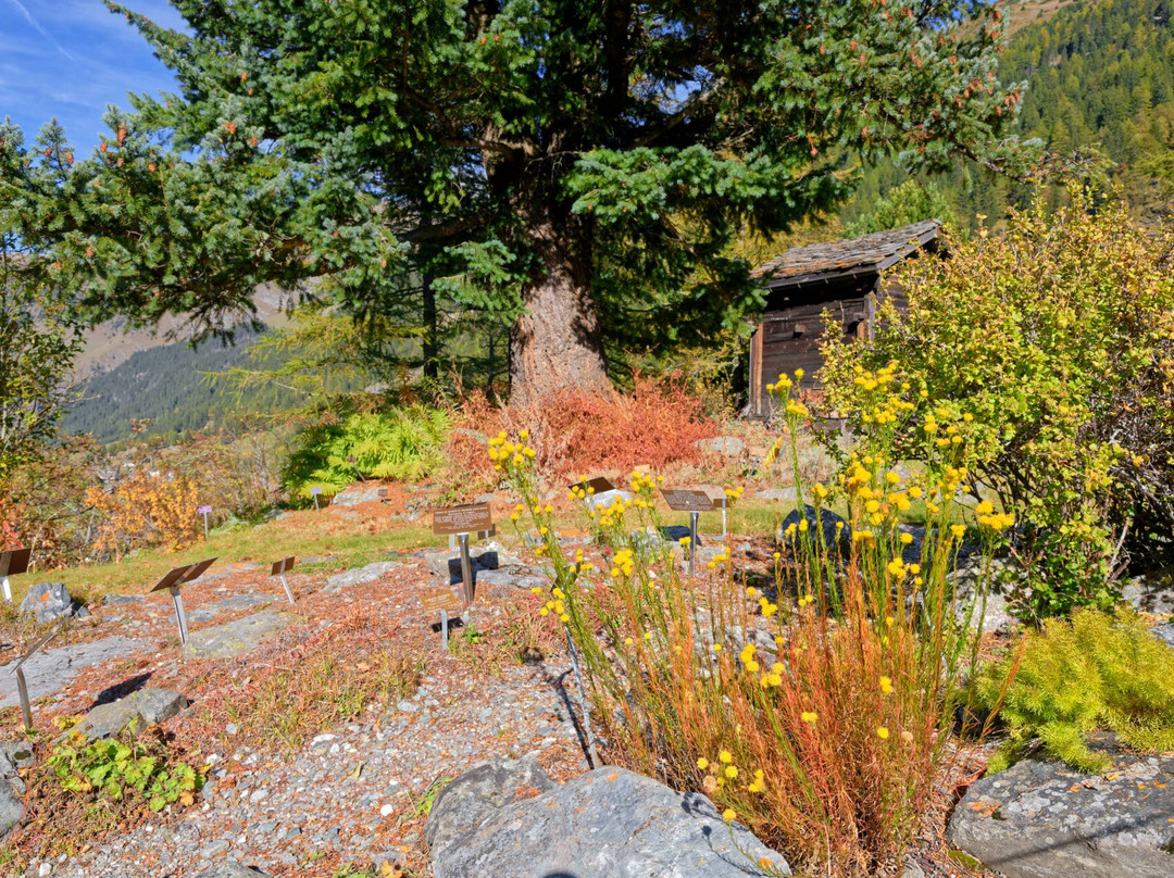 Jardin alpin La Linnaea景点图片