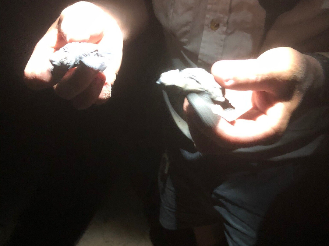 Mon Repos Turtle Centre景点图片