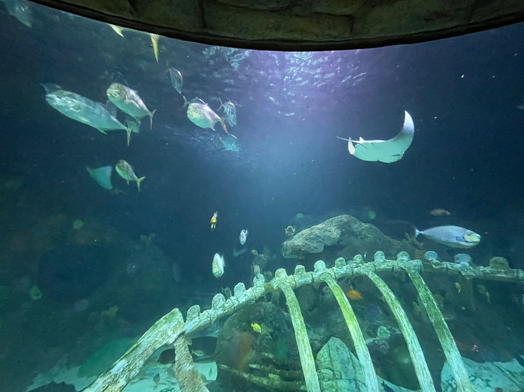 SEA LIFE Kansas City-堪萨斯城必去景点