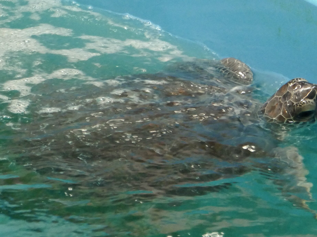 Georgia Sea Turtle Center景点图片