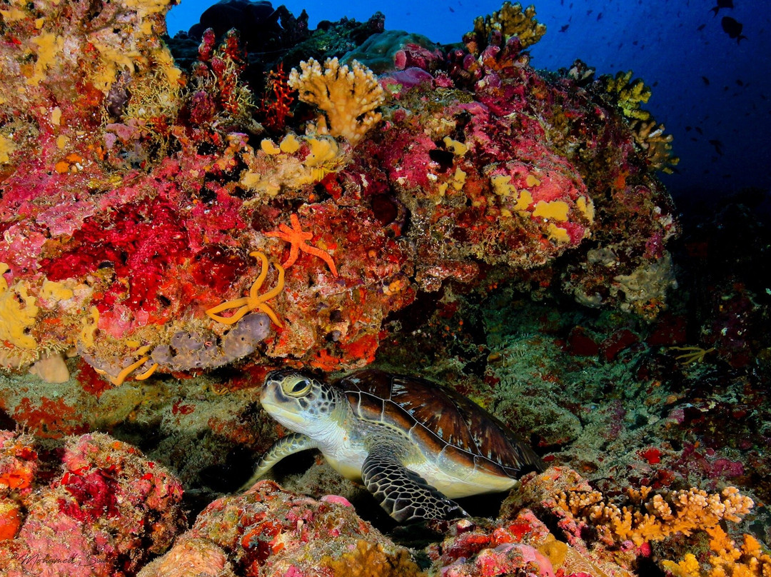 Southern Maldives Divers景点图片