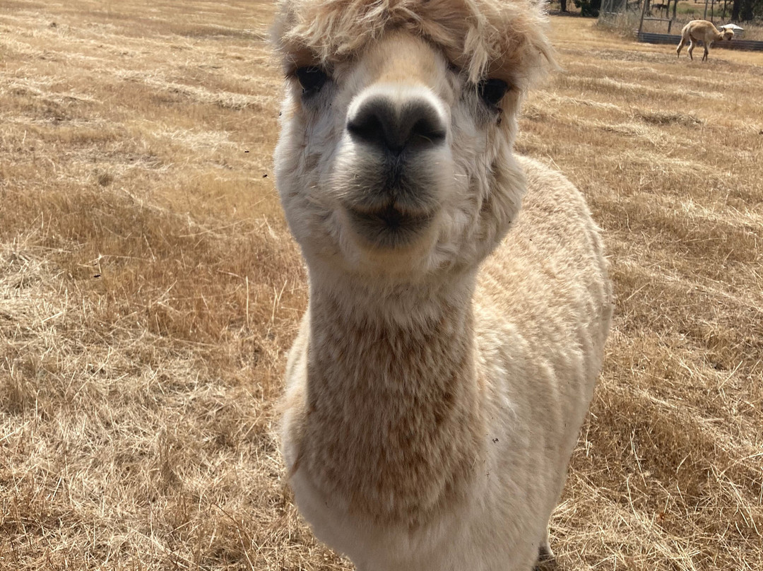 Big Bird & Wolf Chalets主图