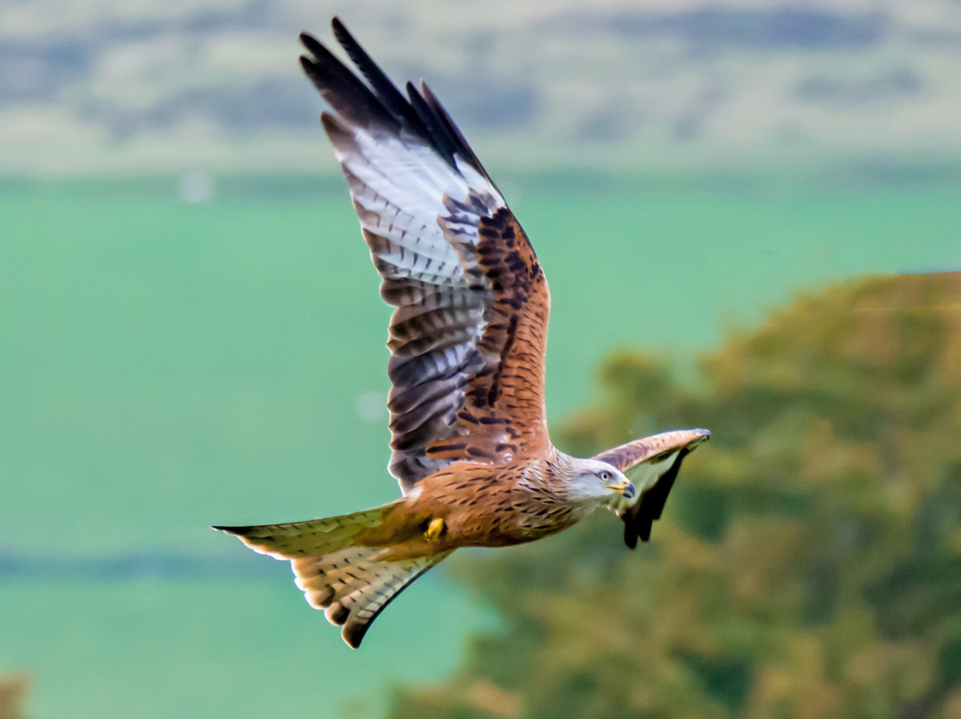 Red Kite Feeding Station, Llanddeusant景点图片