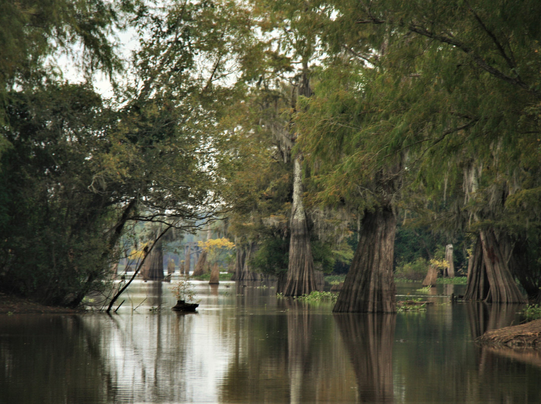 The Atchafalaya Experience景点图片