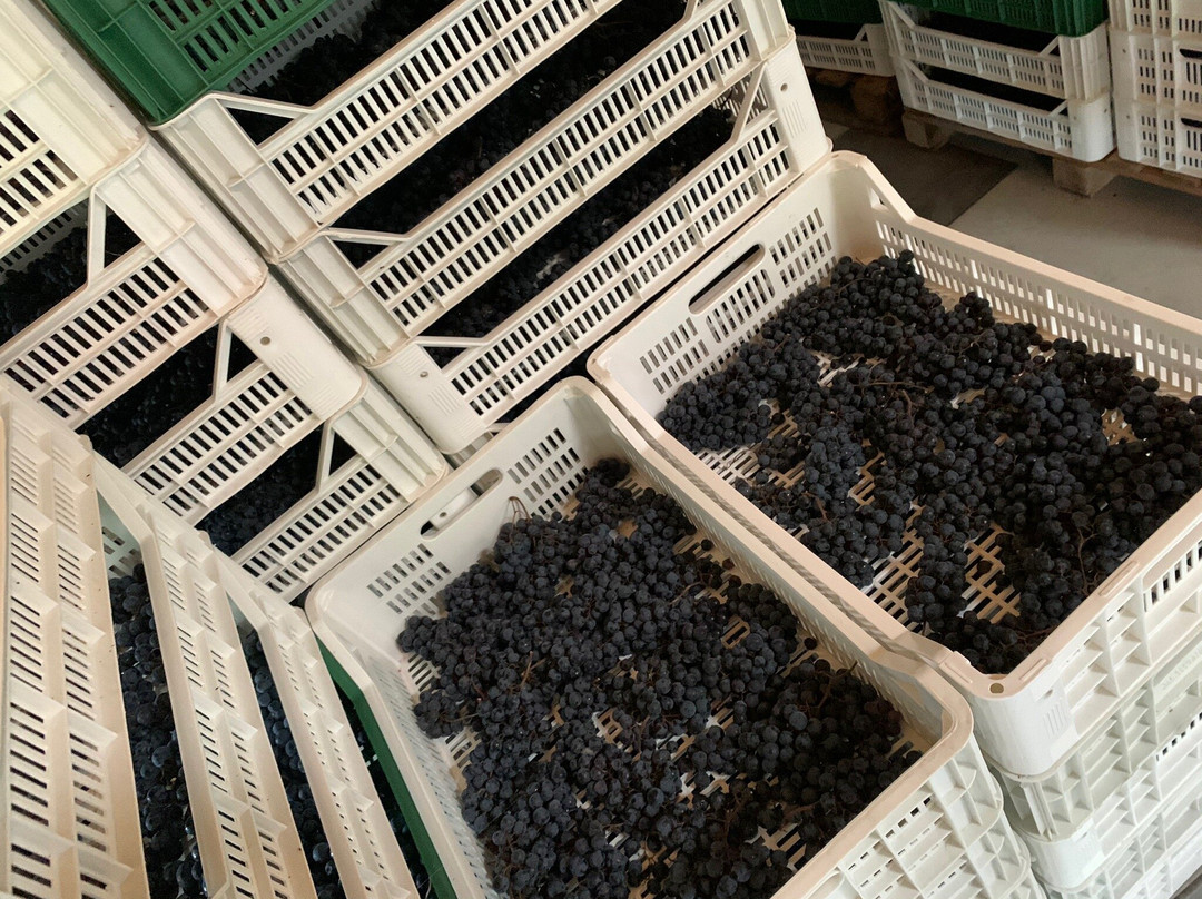 Cantina Rocche dei Vignali景点图片