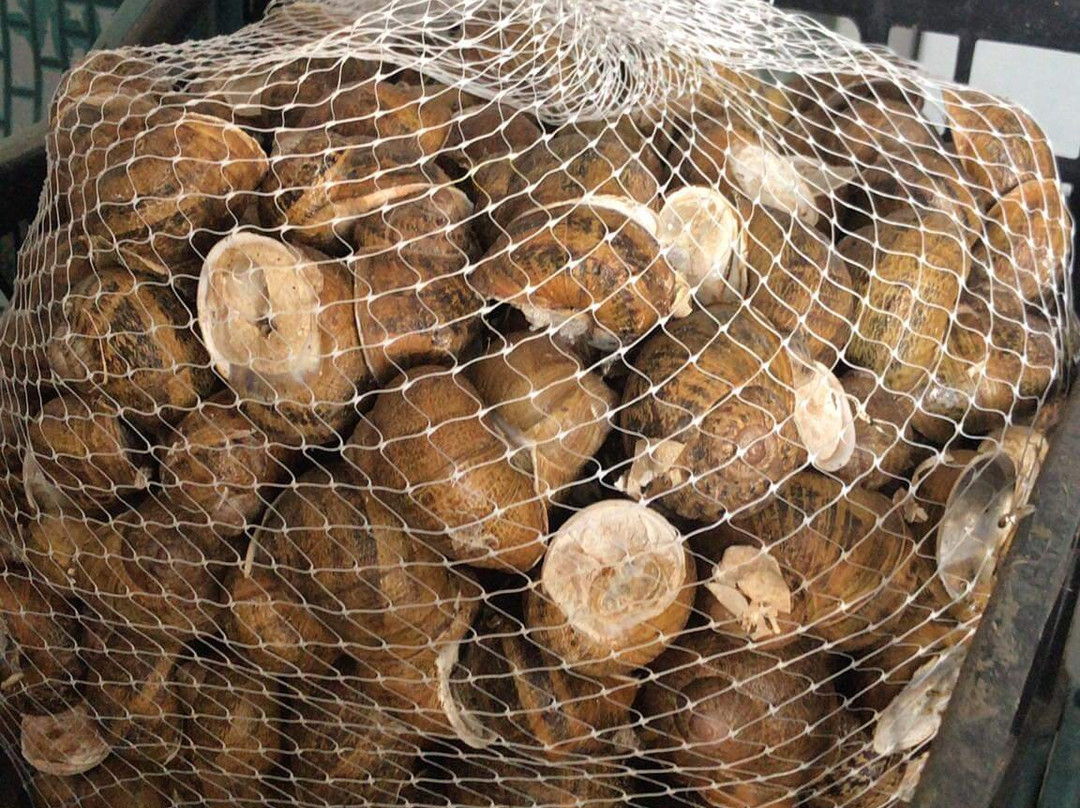 Fereikos snails-科林斯必去景点