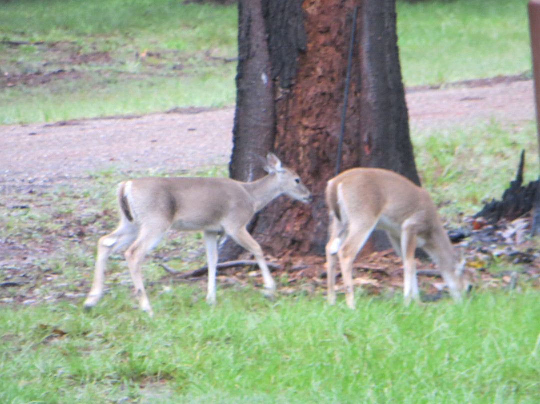 Piney Point Park-Queen City必去景点