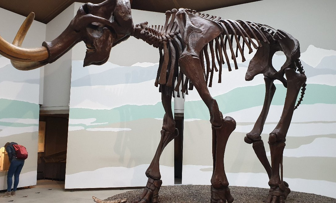 Südostbayerisches Naturkunde- und Mammut-Museum Siegsdorf-Siegsdorf必去景点