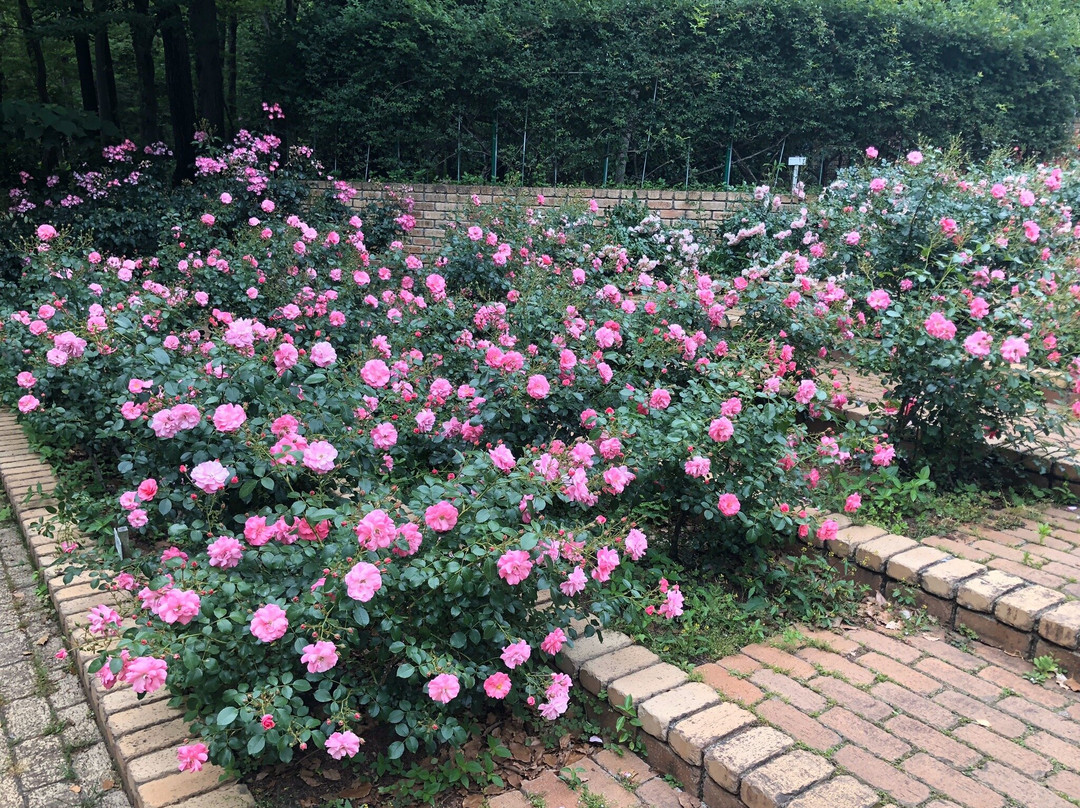 Sagamihara Kita Park-相模原市必去景点