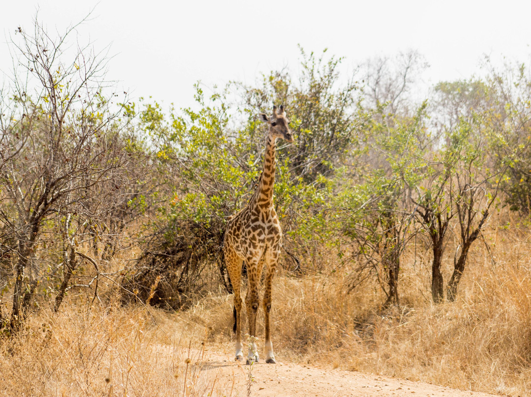 Digitata Tours & Safaris-Iringa必去景点