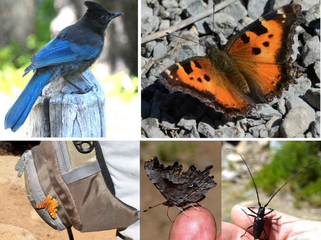 Anthony Lakes Campground-Haines必去景点