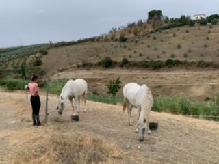 Cortijo el Chenil Caballos景点图片