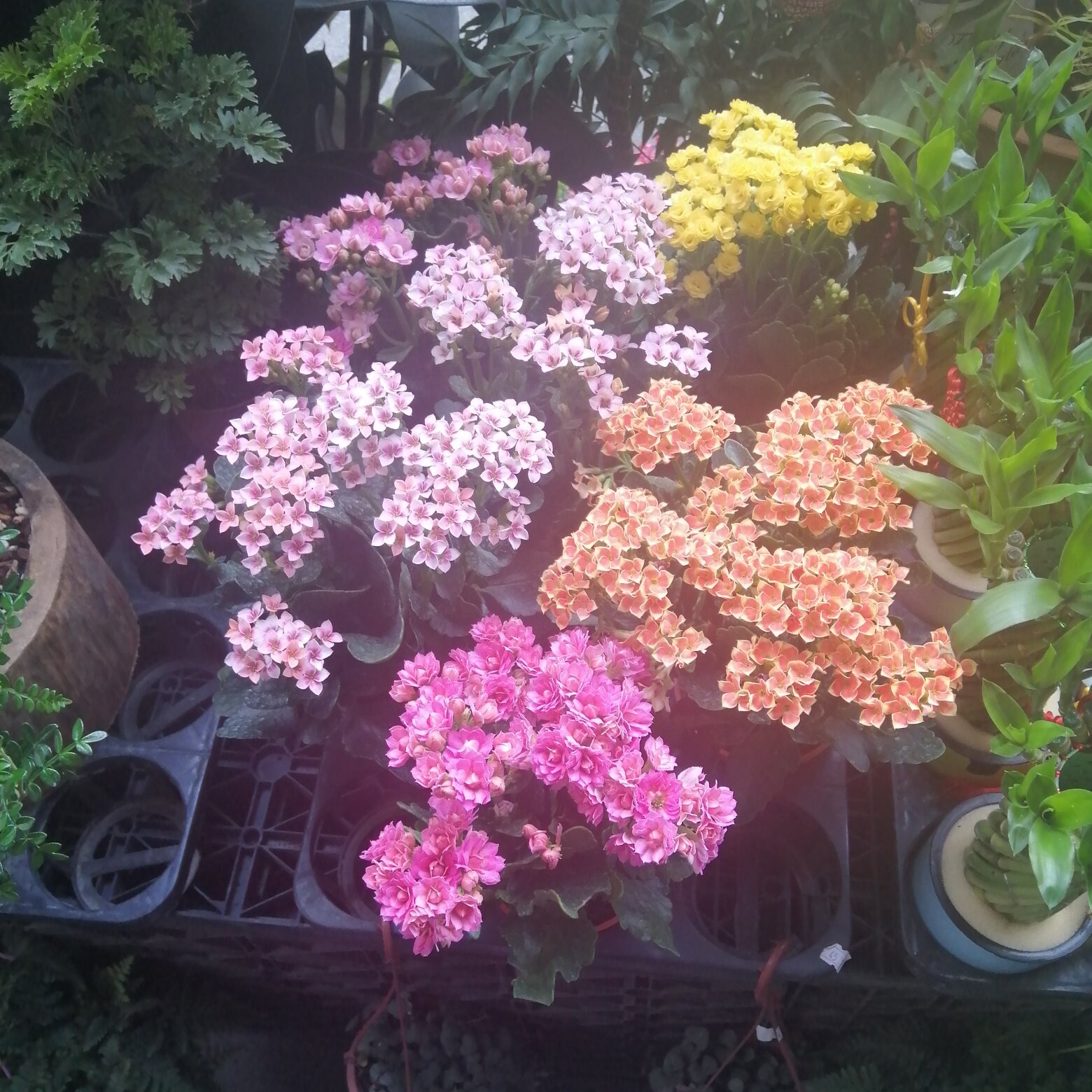 新加坡威大酒店－劳明达-portrait