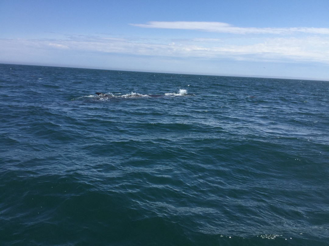 Capt. Riddle's Whale Watch Cruises-Campobello Island必去景点