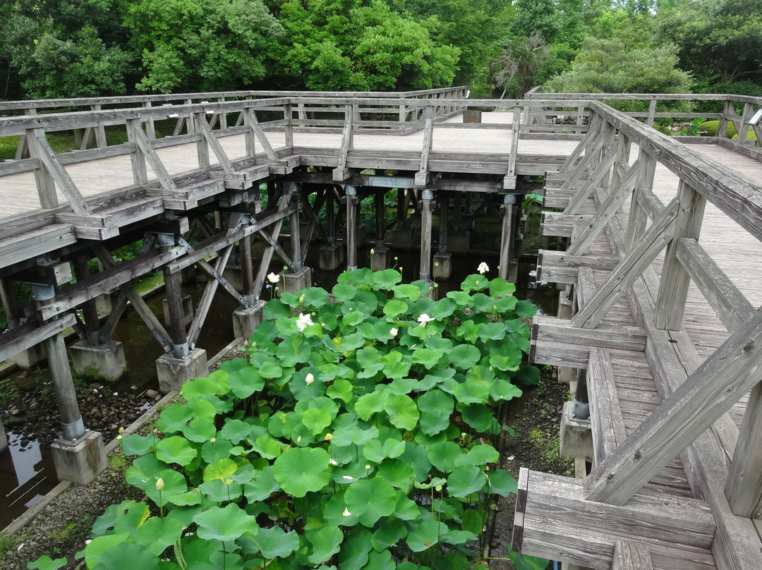 Hill of Hoki Kodai Park-米子市必去景点