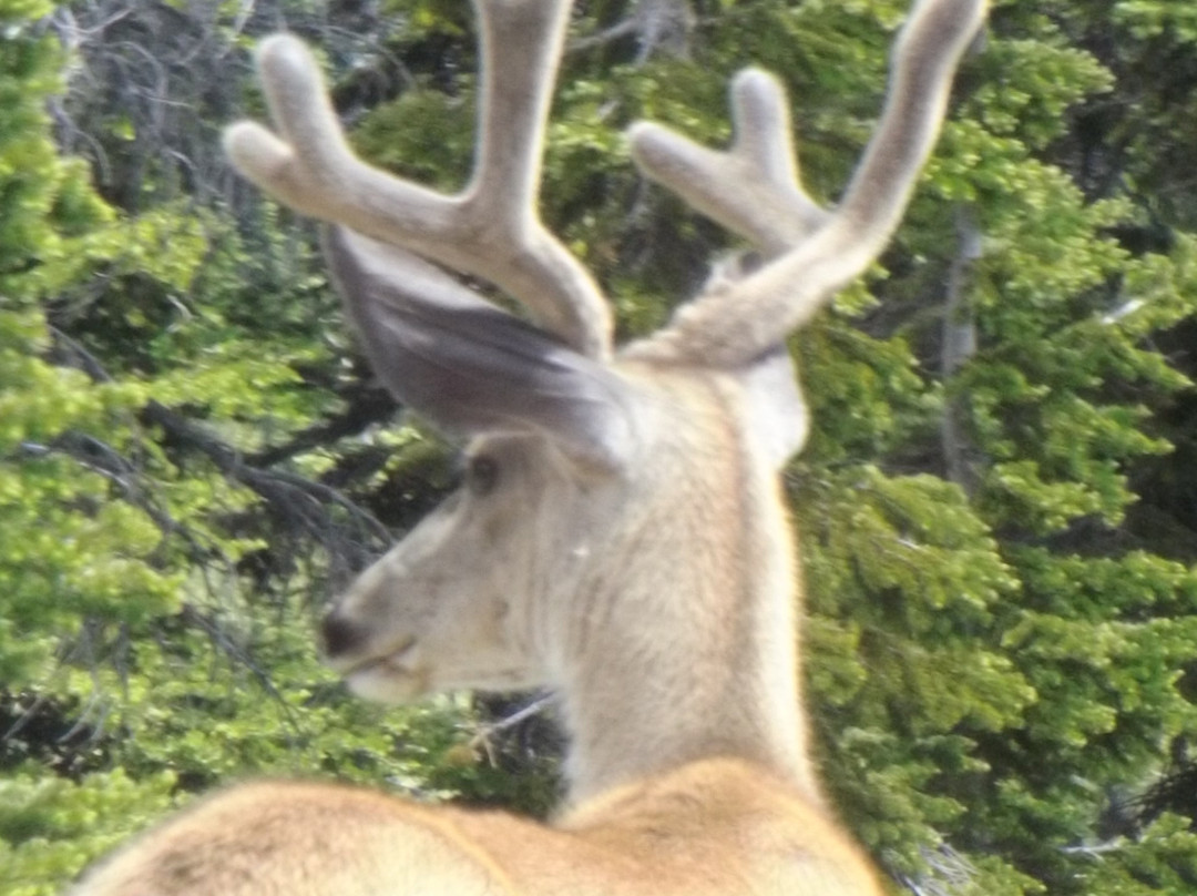 Granite Park Chalet主图