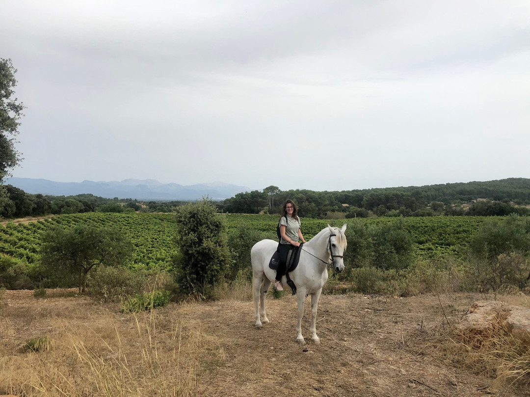 Mallorca Horses景点图片