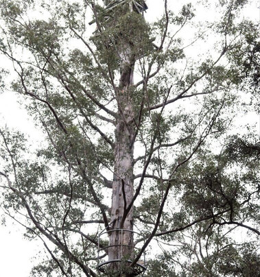 Diamond Tree-Manjimup必去景点