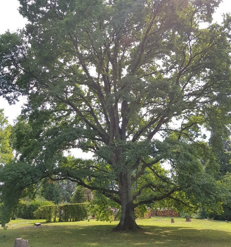 Parc Arboretum du Manoir aux Loups景点图片