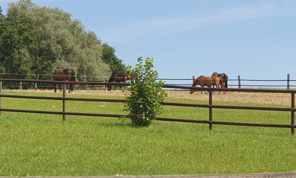 Comberg Park-Mettmann必去景点