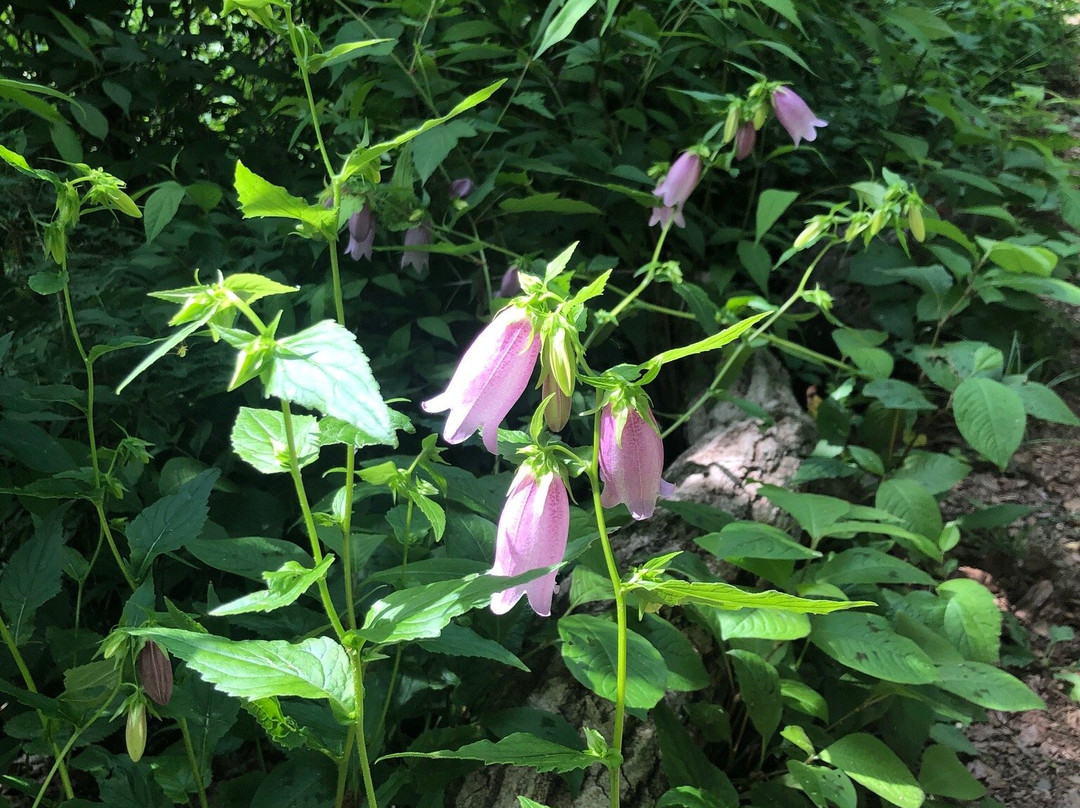 Mizukuraido Park-福生市必去景点