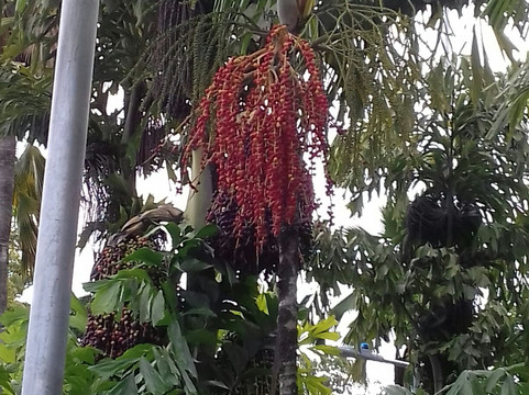 Praca Nossa Sra. do Rosario-Jaboatao dos Guararapes必去景点