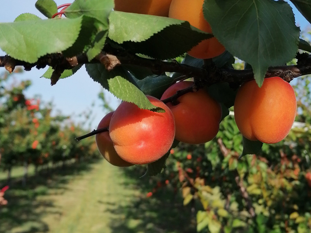 La Pommeraie-Sigolsheim必去景点