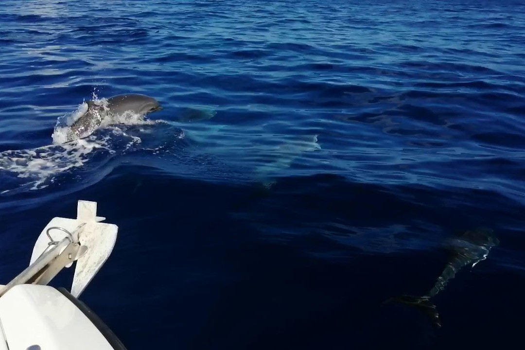 Amphitrite Balade en Mer : Dauphins et Pêche-Case-Pilote必去景点