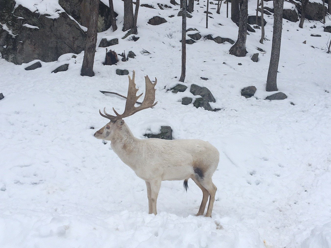 GANKOR TOURS-蒙特利尔必去景点