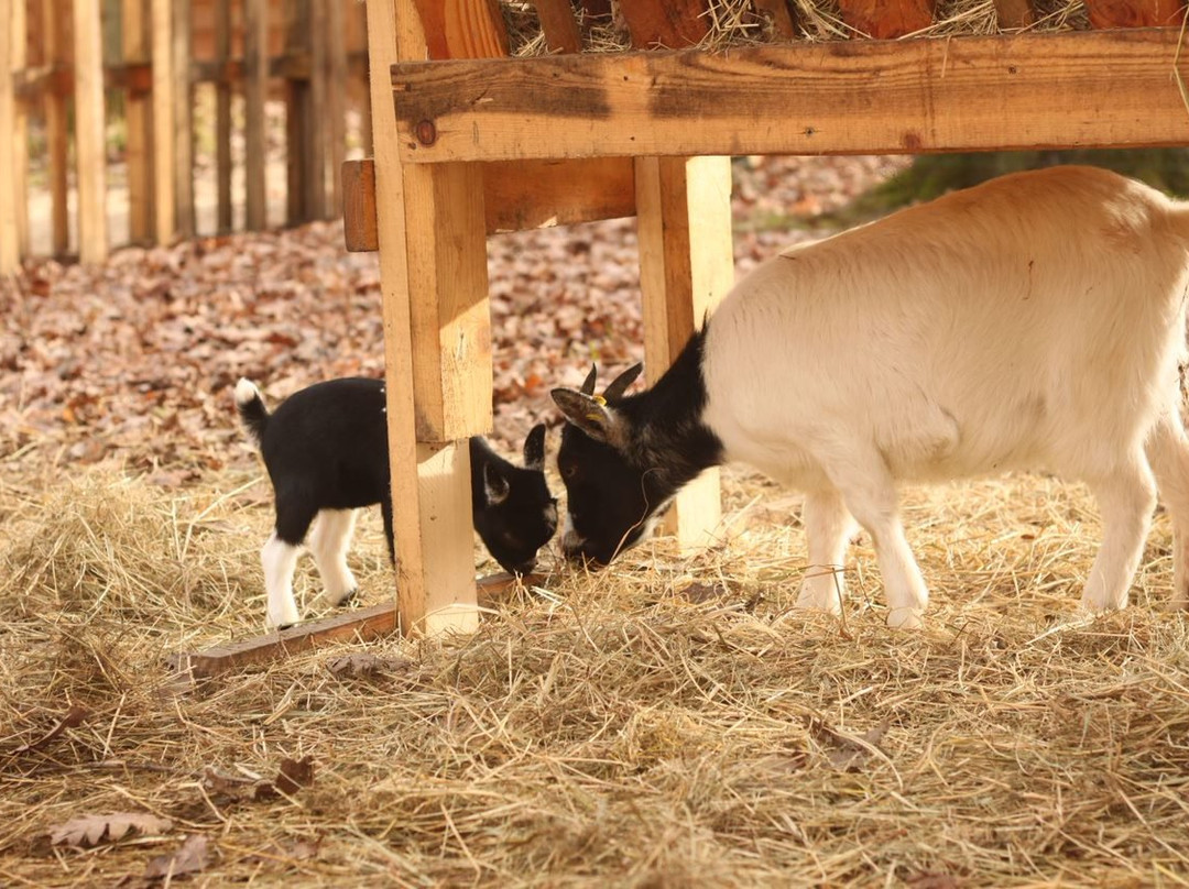 La Ferme Rainbow景点图片