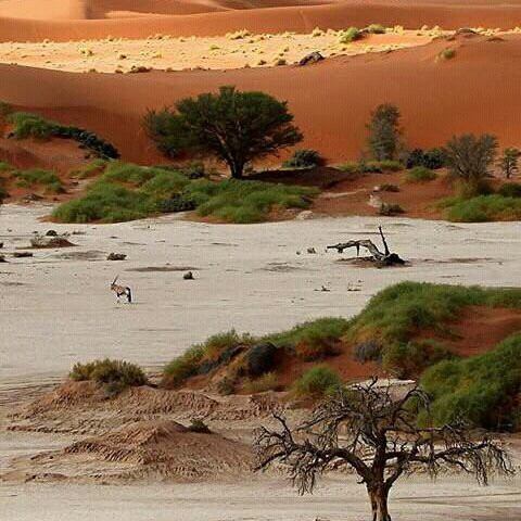Namib Desert-苏丝斯黎必去景点