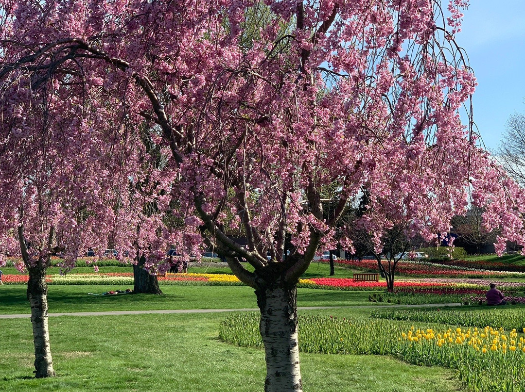 Window on the Waterfront-荷兰村必去景点
