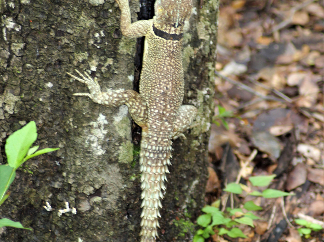 Ankarafantsika National Park景点图片