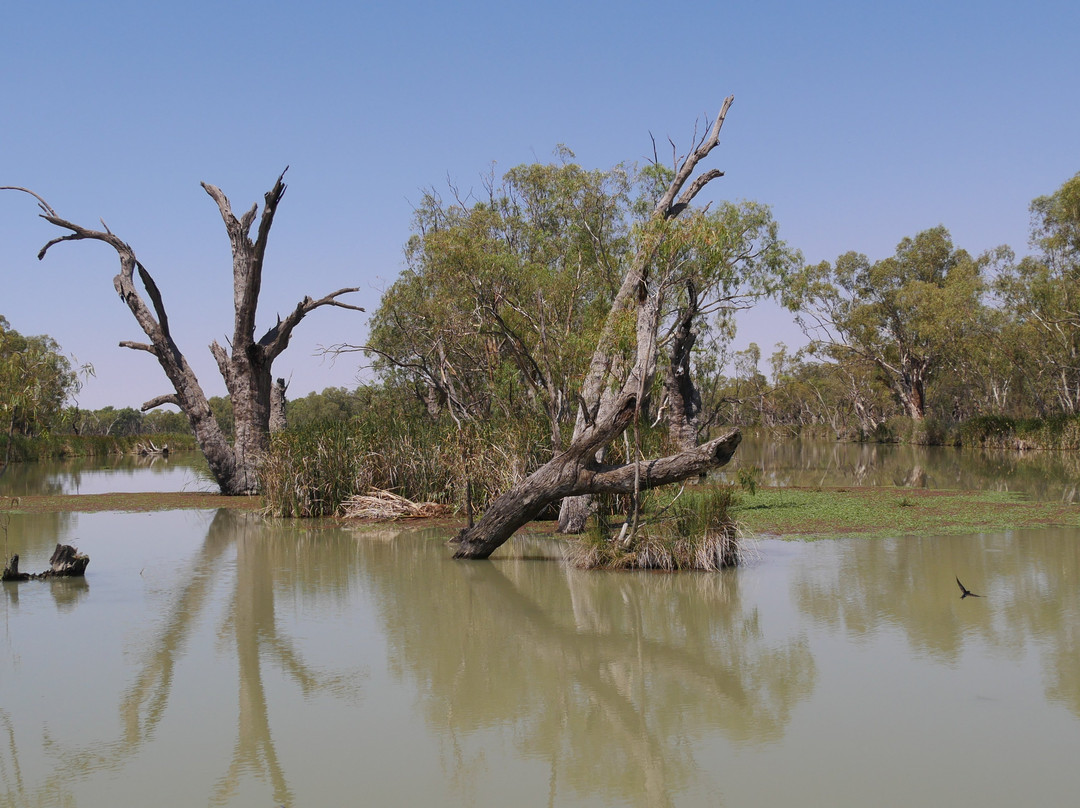 Loch Luna Cruises-Kingston on Murray必去景点