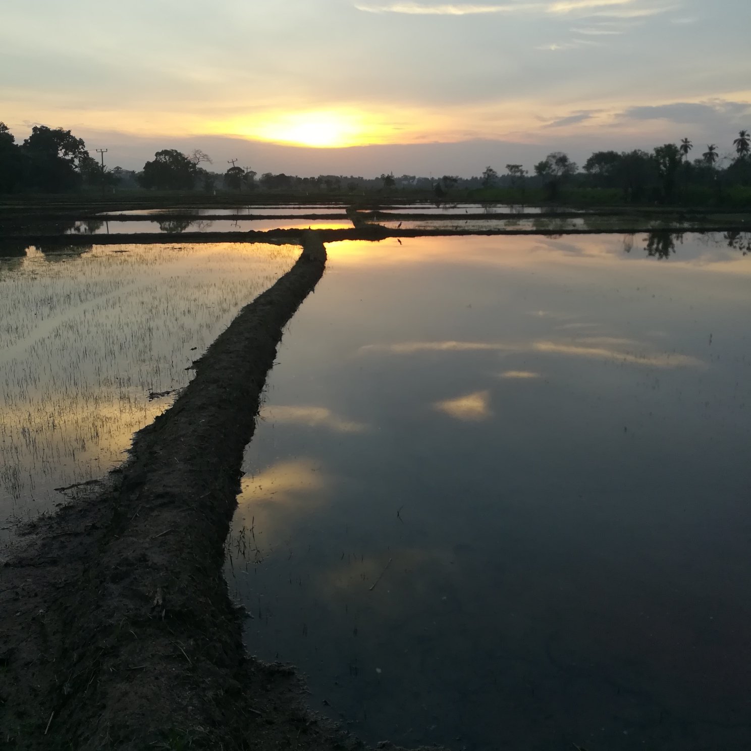 Margosa Lake Resort-portrait