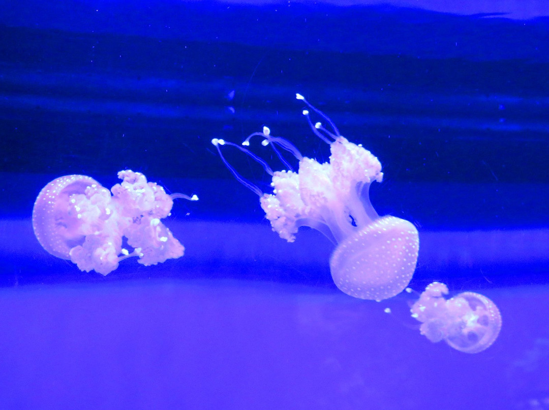 Diamond Head Luau-火奴鲁鲁必去景点