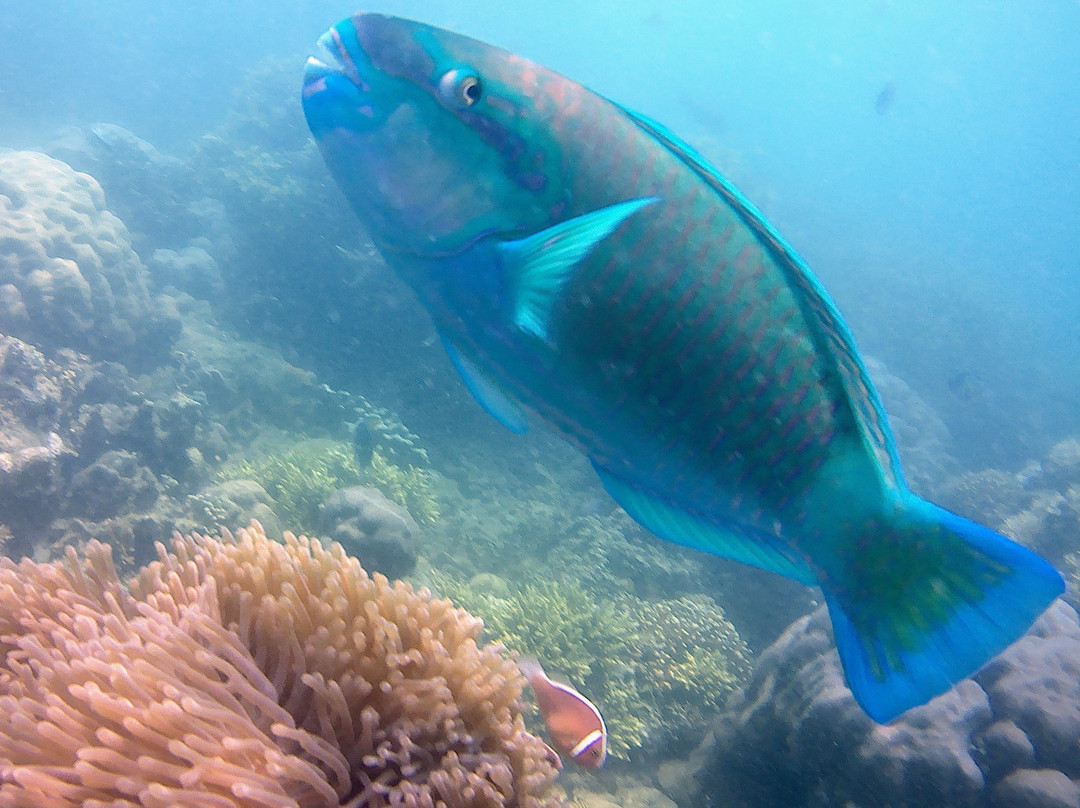 Mimpi Manis Snorkel Trips-Kuta必去景点