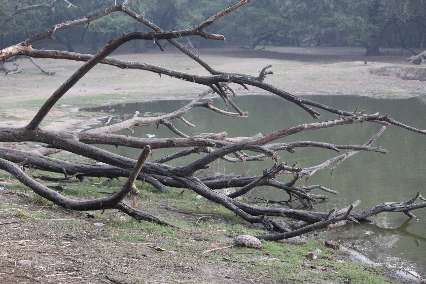 Thol Lake Bird Sanctuary景点图片