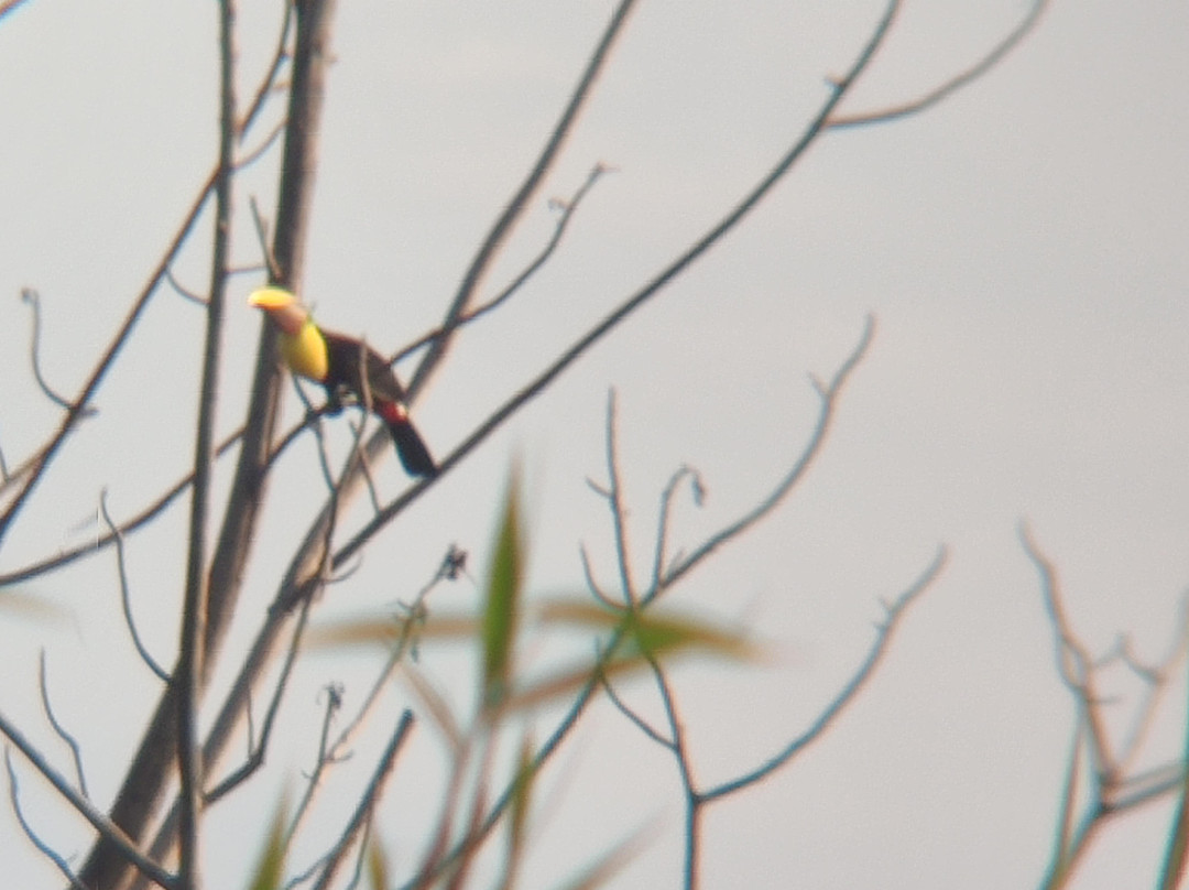 Casa del Toucan主图