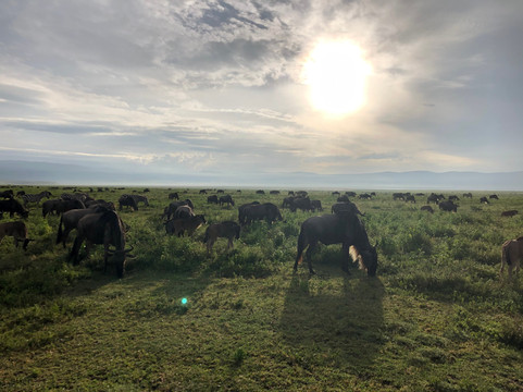 Wild Life Oasis Tours-阿鲁沙必去景点