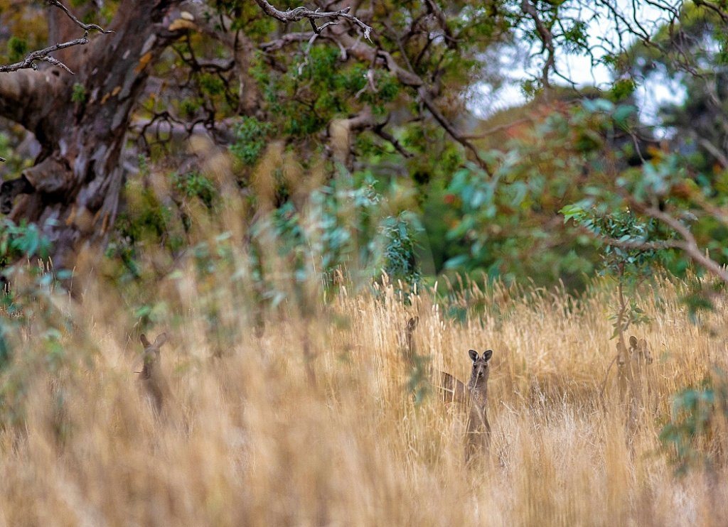 Royal Mail Hotel主图