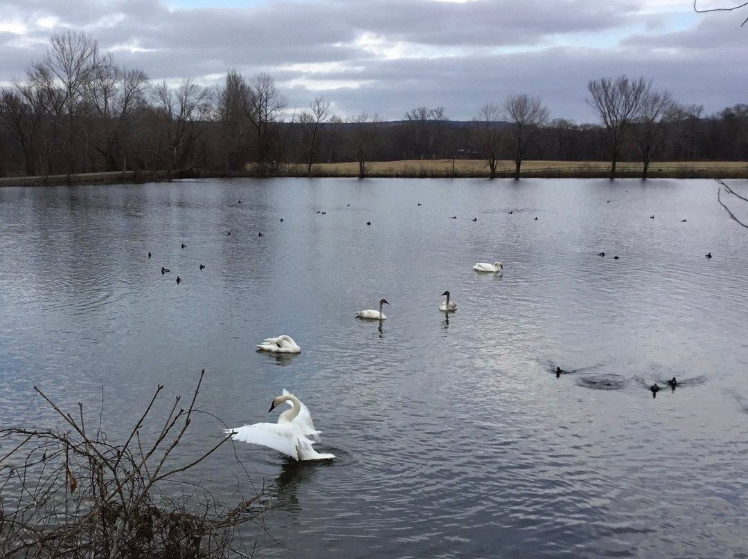 Trumpeter Swan viewing on Magness Lake景点图片