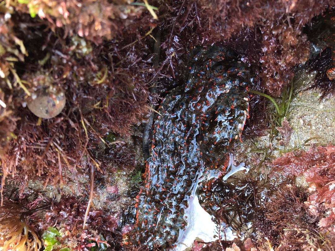 Cabrillo Tide Pools-圣地亚哥必去景点