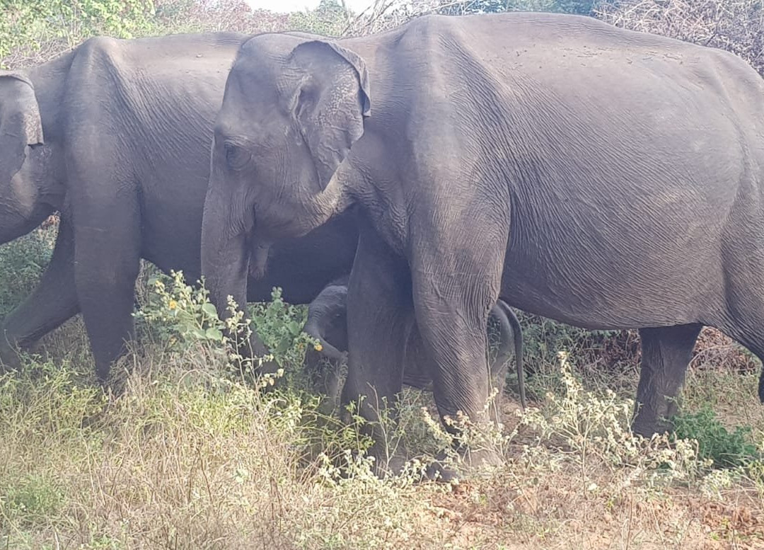 Visit Udawalawe National Park景点图片