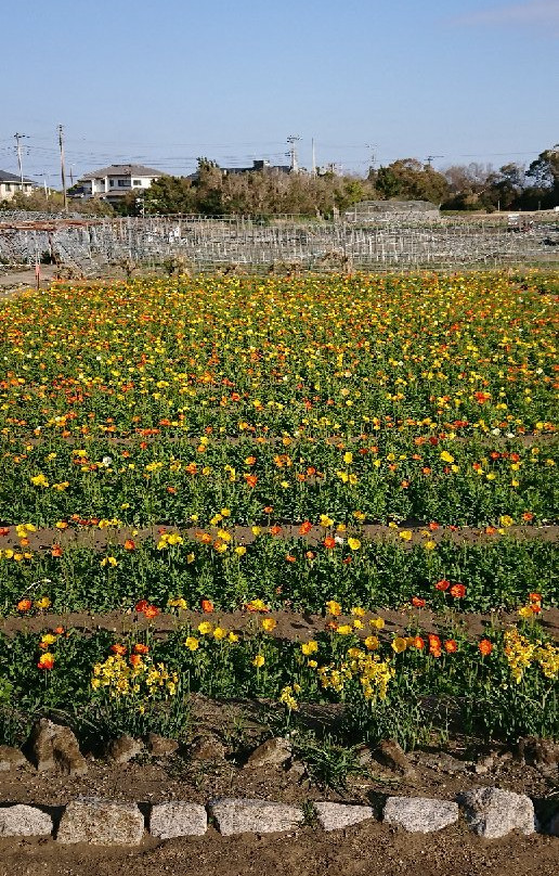 Aloha Garden Tateyama-馆山市必去景点