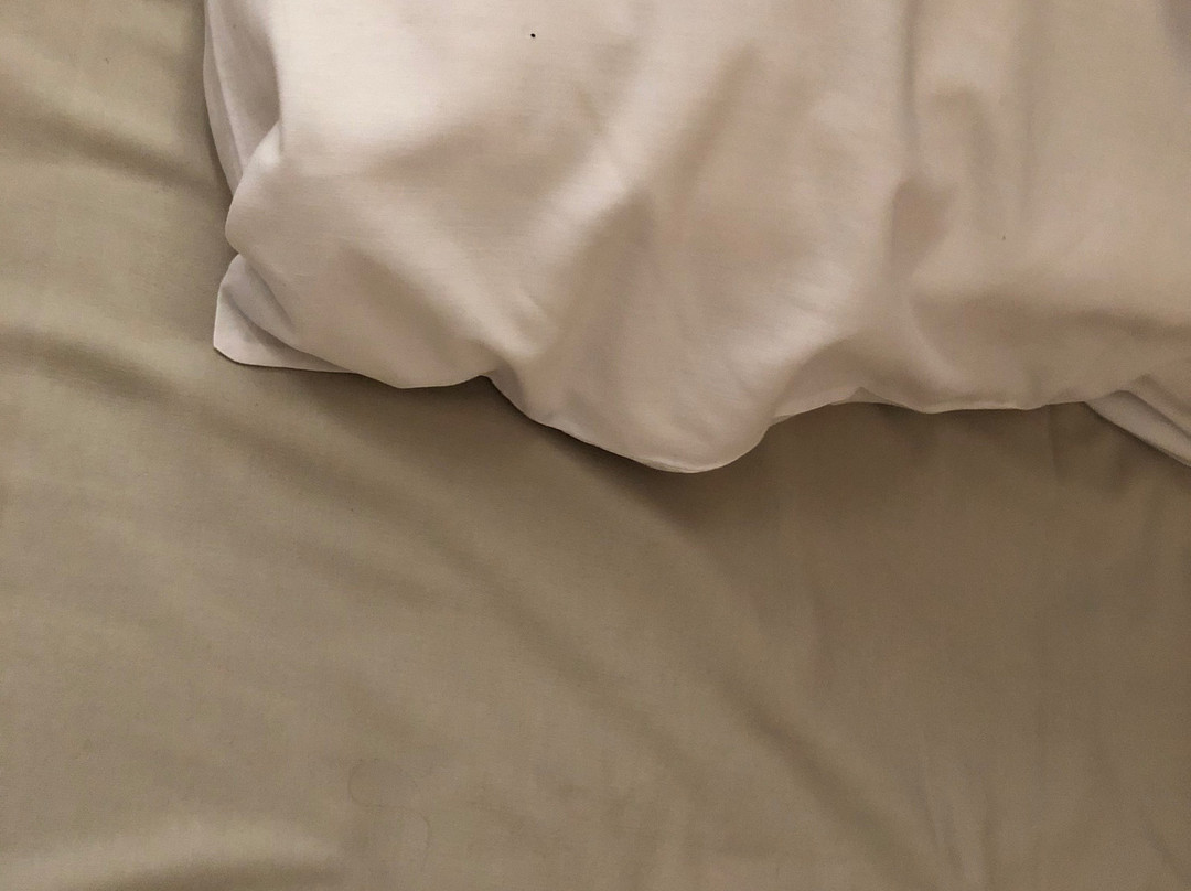 Black Swan Guest House主图