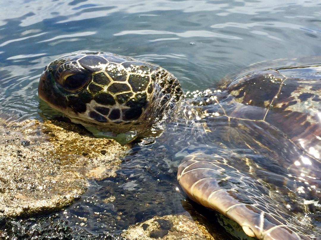 Swimming with Turtles-萨瓦伊岛必去景点