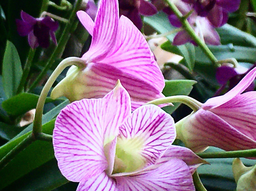 Lily Skincare & Spa-万象必去景点